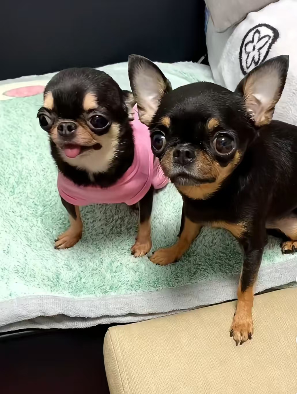 吉娃娃
